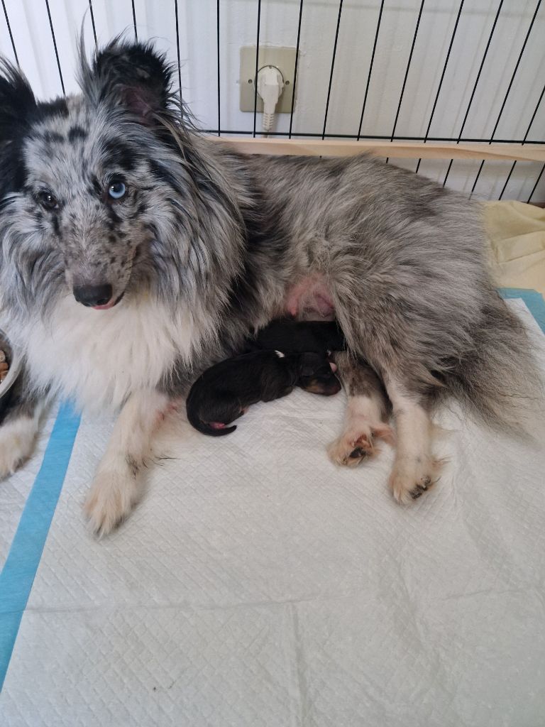 chiot Shetland Sheepdog Une Perle De Shetland