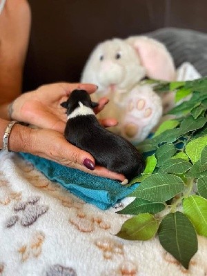 Une Perle De Shetland - Shetland Sheepdog - Portée née le 23/10/2021