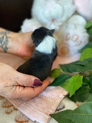 Une Perle De Shetland - Shetland Sheepdog - Portée née le 23/10/2021