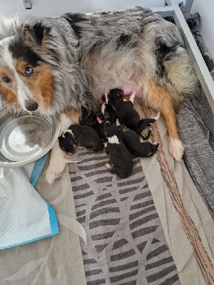 Une Perle De Shetland - Shetland Sheepdog - Portée née le 19/05/2024