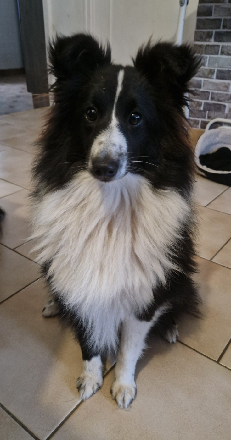 ALBA BLACK HOPE Une Perle De Shetland