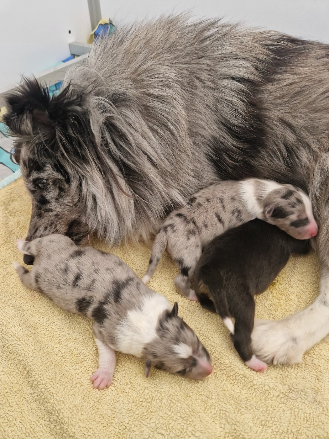 Une Perle De Shetland - Shetland Sheepdog - Portée née le 13/04/2026