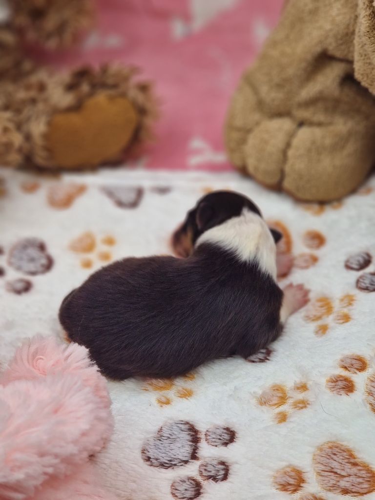 Une Perle De Shetland - Chiots disponibles - Shetland Sheepdog