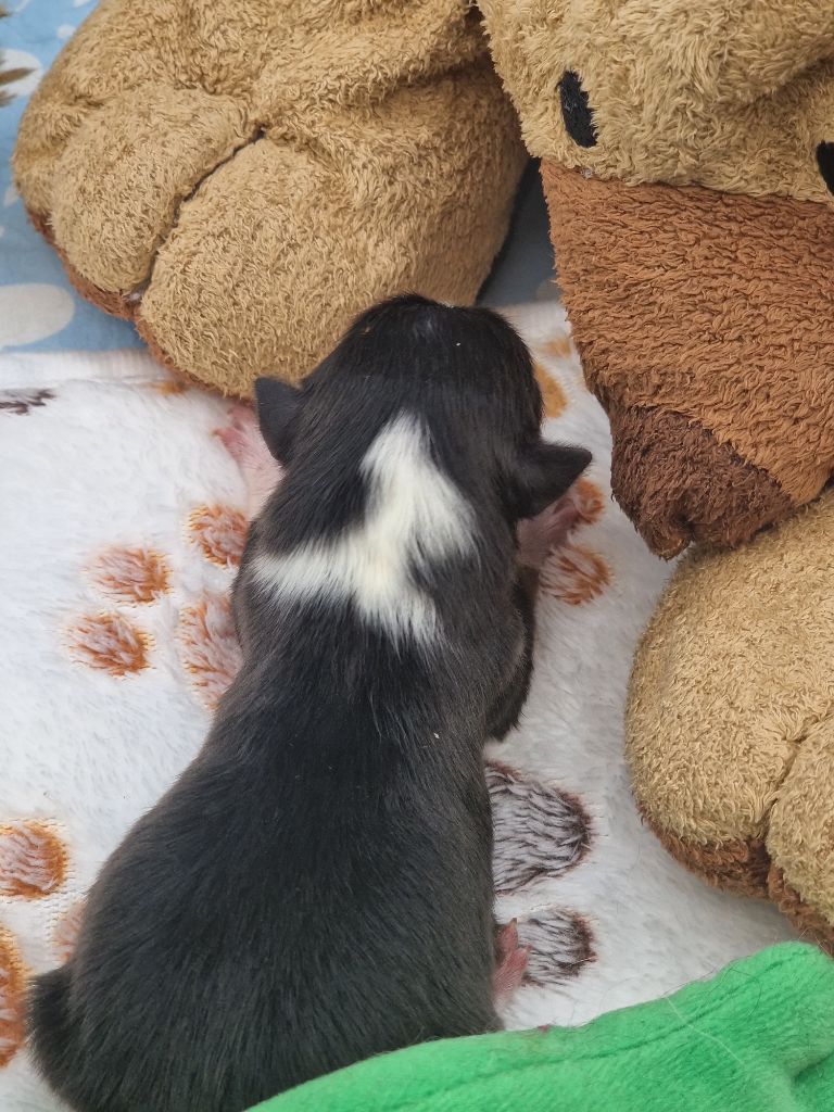 Une Perle De Shetland - Chiots disponibles - Shetland Sheepdog