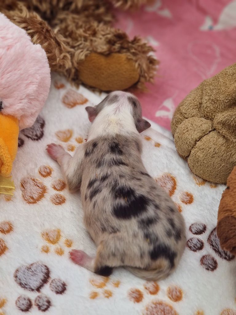 Une Perle De Shetland - Chiots disponibles - Shetland Sheepdog