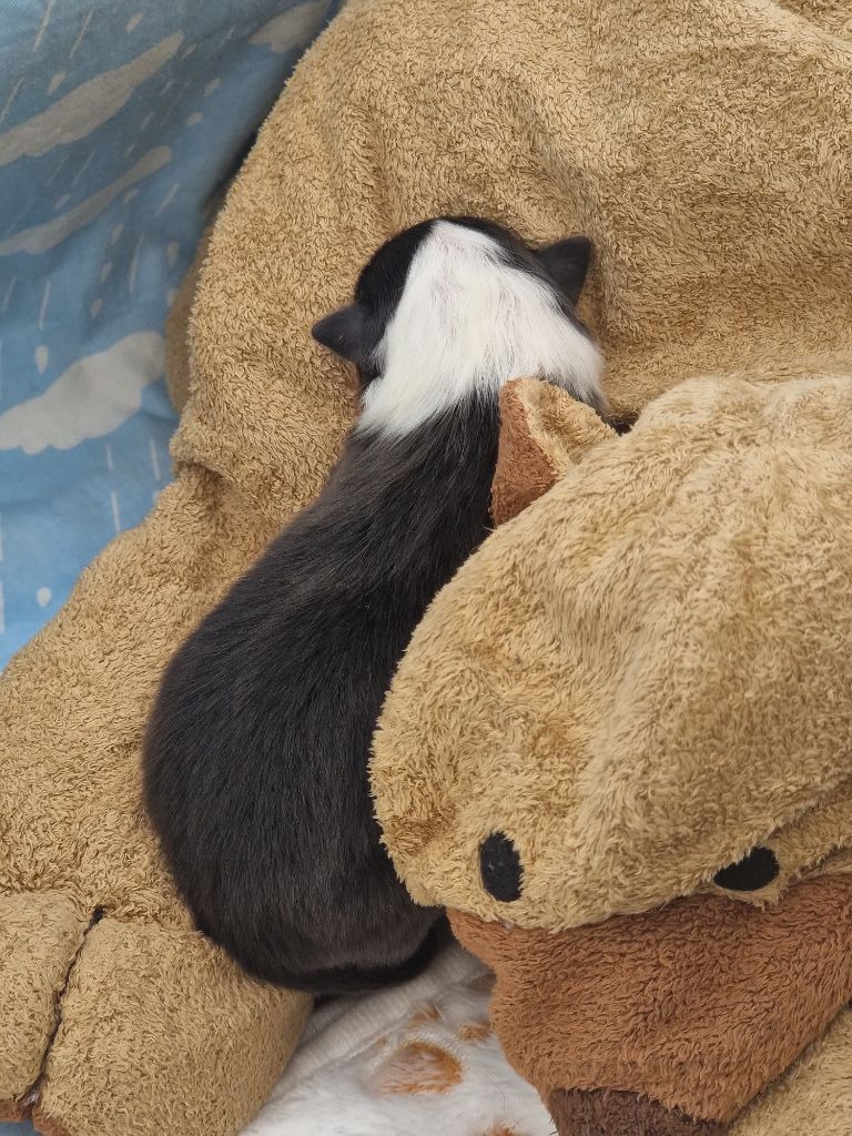 Une Perle De Shetland - Chiots disponibles - Shetland Sheepdog