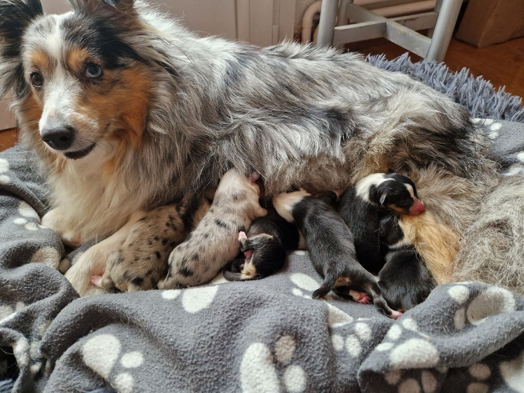 Une Perle De Shetland - Shetland Sheepdog - Portée née le 03/10/2025