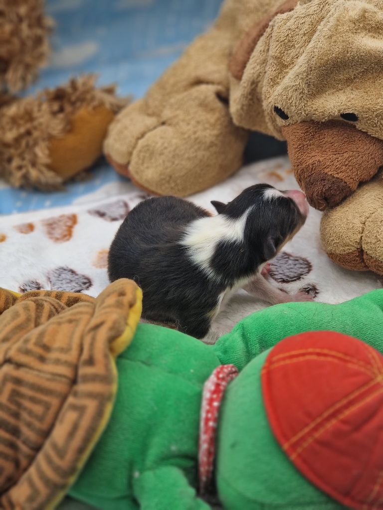 Une Perle De Shetland - Chiots disponibles - Shetland Sheepdog